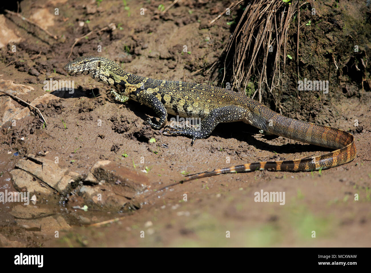 Nil Monitor (Varanus niloticus), Erwachsene auf dem Wasser, Krüger Nationalpark, Südafrika Stockfoto