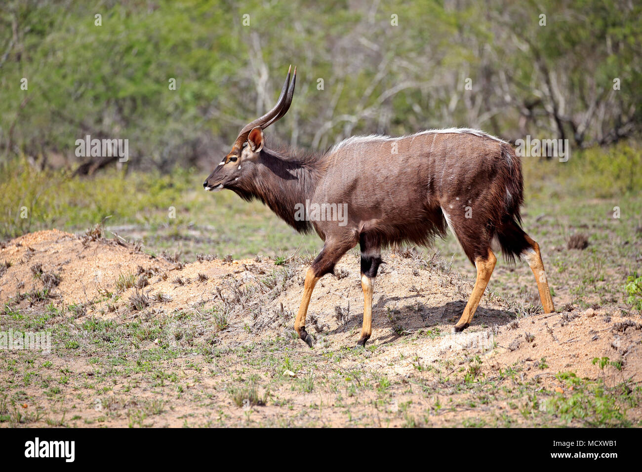 Nyala (Tragelaphus angasii), erwachsenen Mann, laufen, Sabi Sand Game Reserve, Krüger Nationalpark, Südafrika Stockfoto