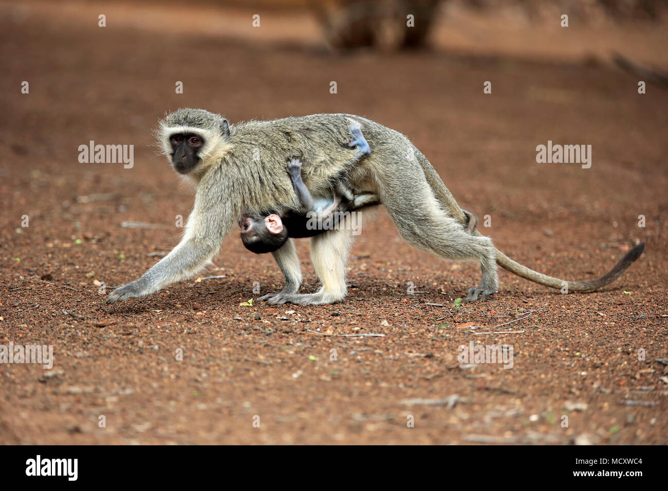 Meerkatze (Chlorocebus pygerythrus), erwachsene Frau, Junge, Wandern, soziales Verhalten, Kruger National Park Stockfoto