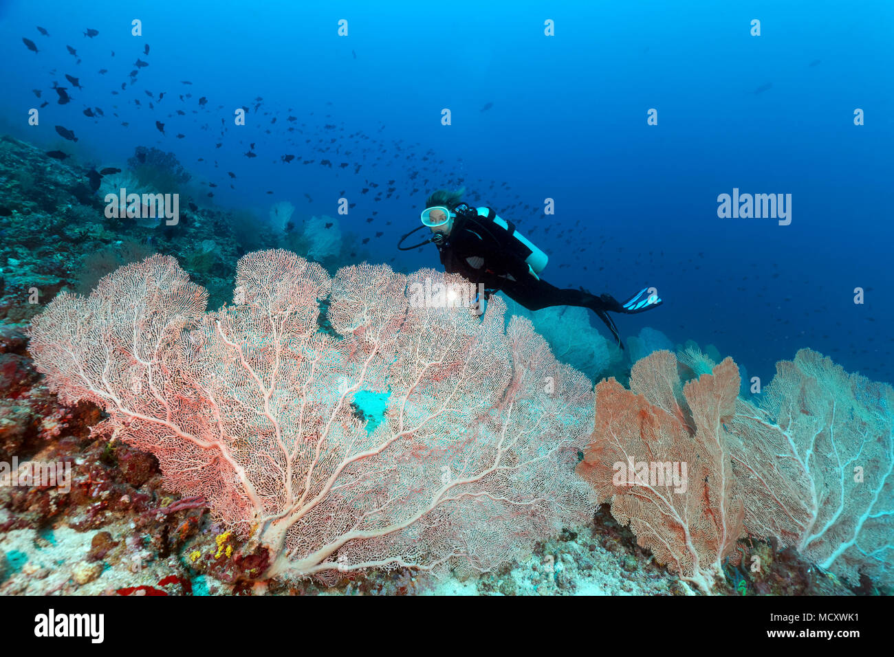 Taucher sieht große Gorgonien (anella Mollis) in Coral Reef, Indischer Ozean, Malediven Stockfoto