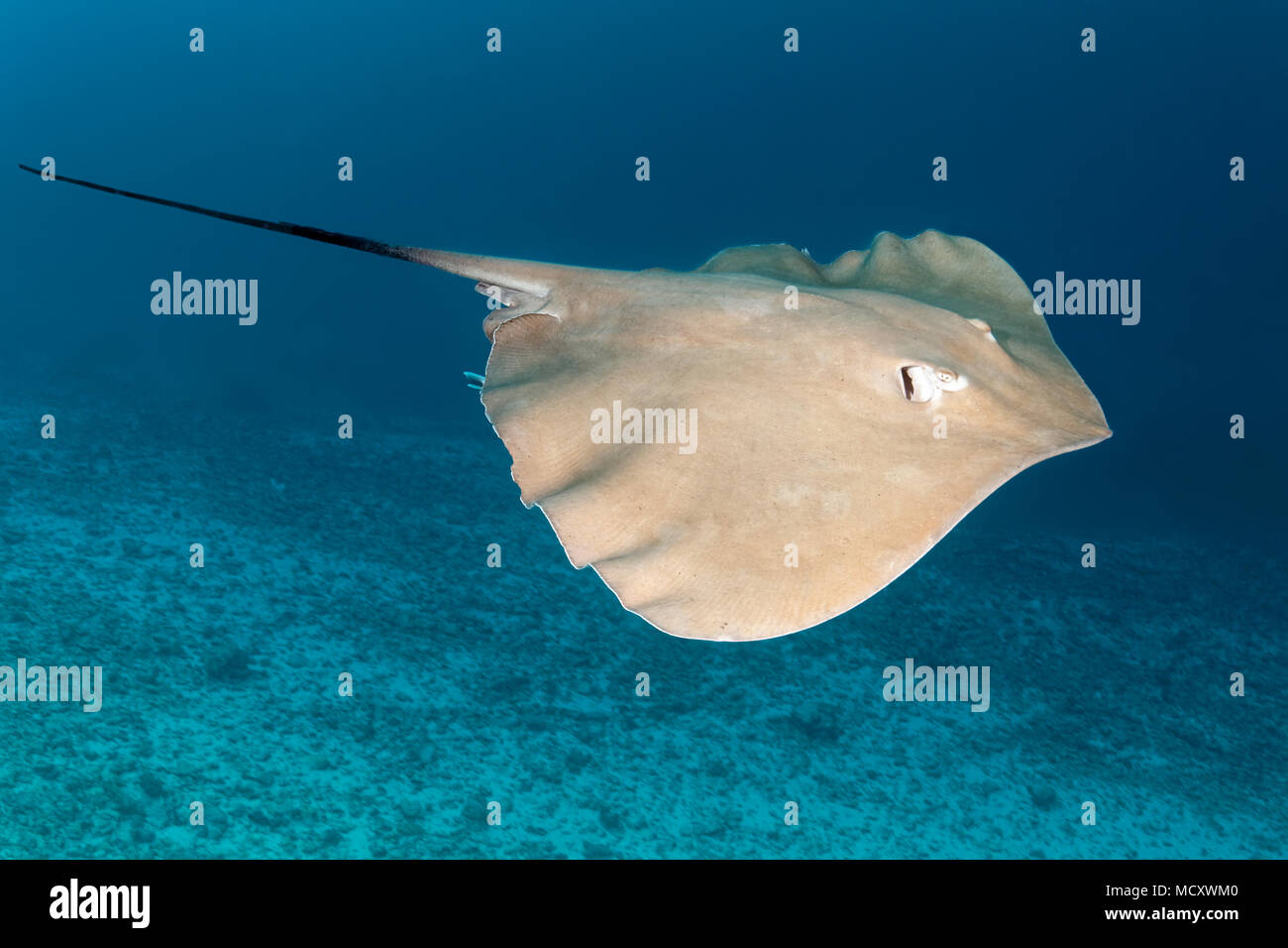 Rosa Himantura whipray (FAI) schwimmt über Sandgrund, Indischer Ozean, Malediven Stockfoto