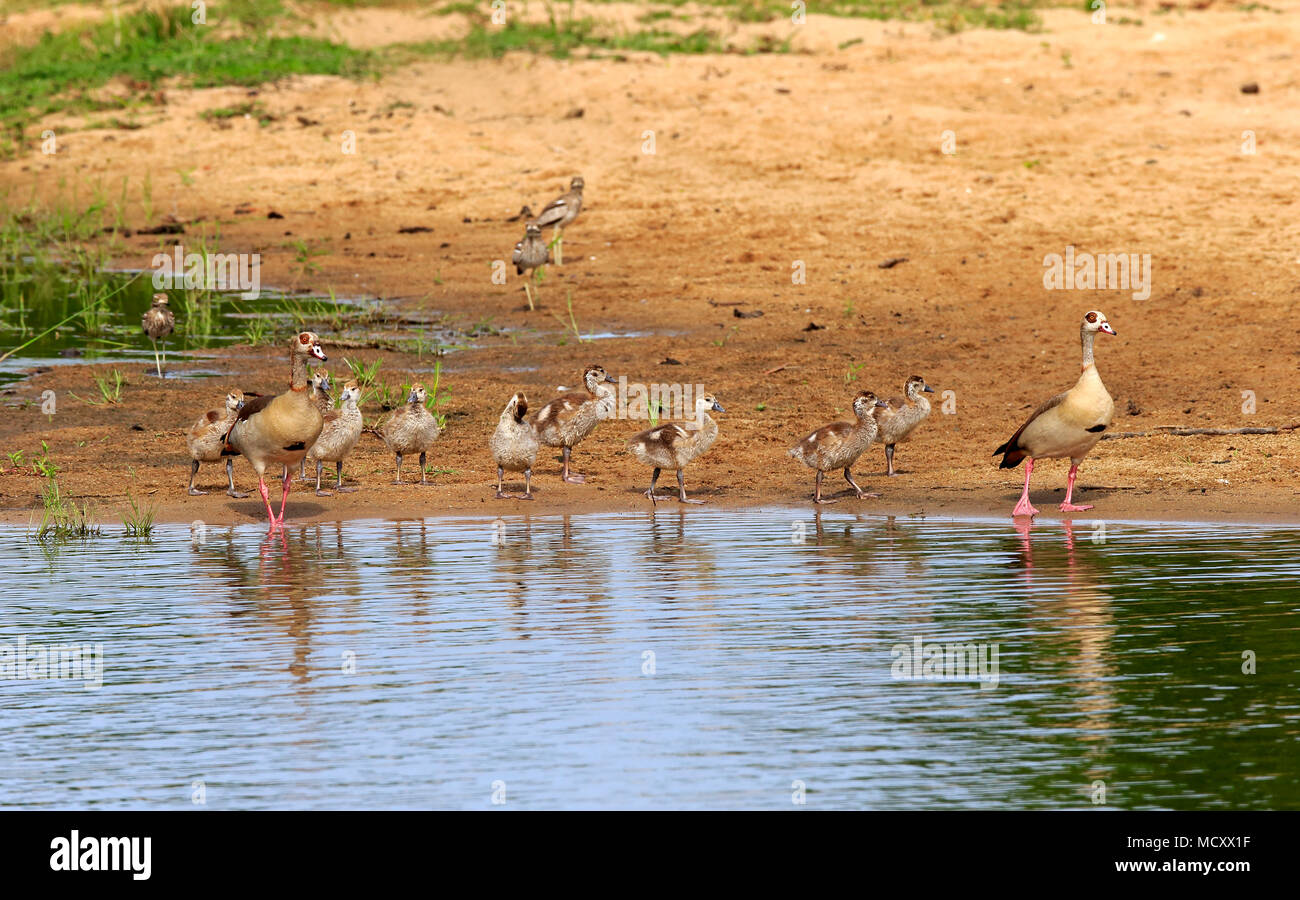 Nilgänse (Alopochen aegyptiacus), Tier Familien durch das Wasser, Erwachsene mit jungen Vögeln, Sabi Sand Game Reserve Stockfoto