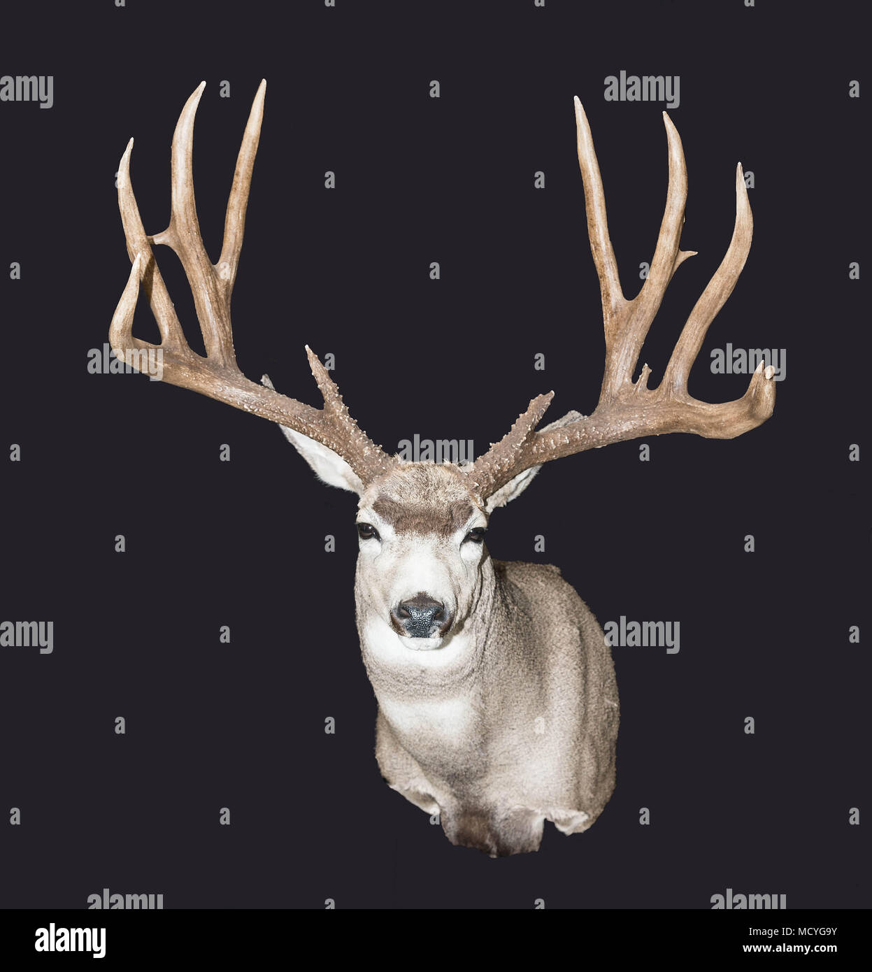 whitetail deer fur