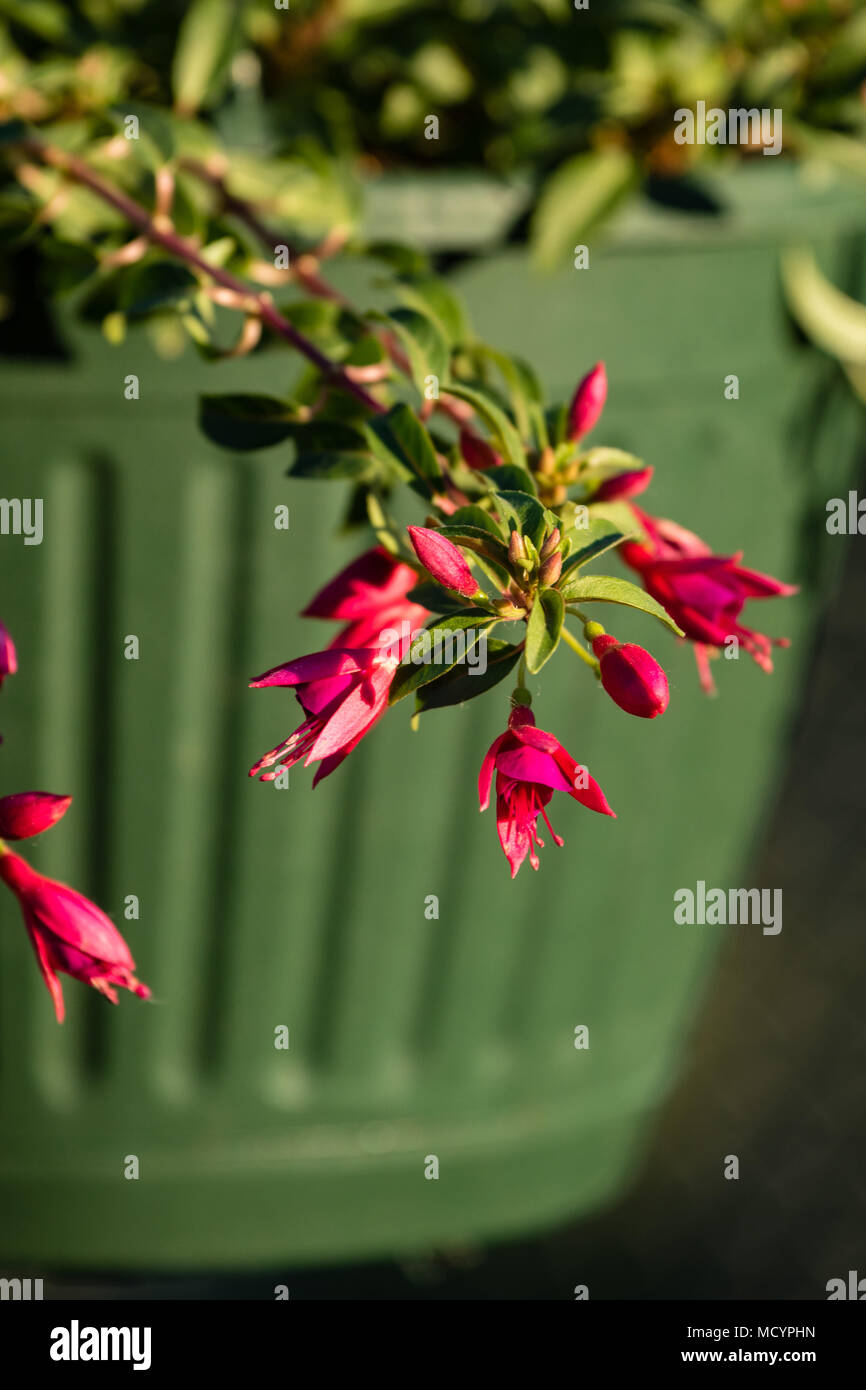 Red fuchsia Blüten hängen Seite der Topf in der Abendsonne Stockfoto