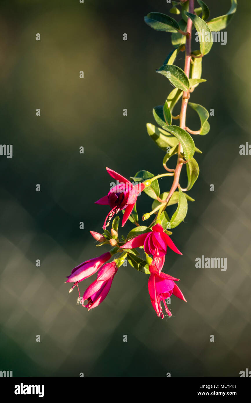 Red fuchsia Blüten hängen Seite der Topf in der Abendsonne Stockfoto