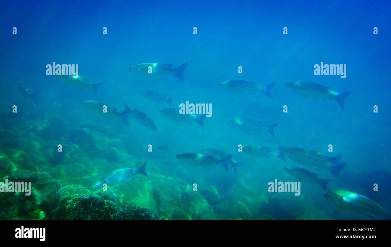 Lange Gruppe der Fische im Meer unter Wasser. Stockfoto