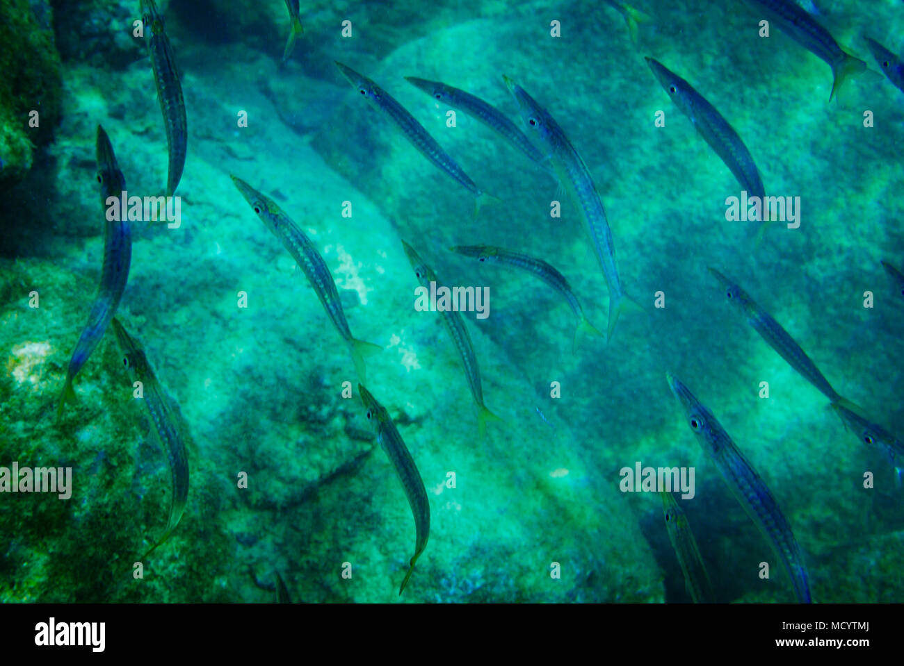 Lange Gruppe der Fische im Meer unter Wasser. Stockfoto