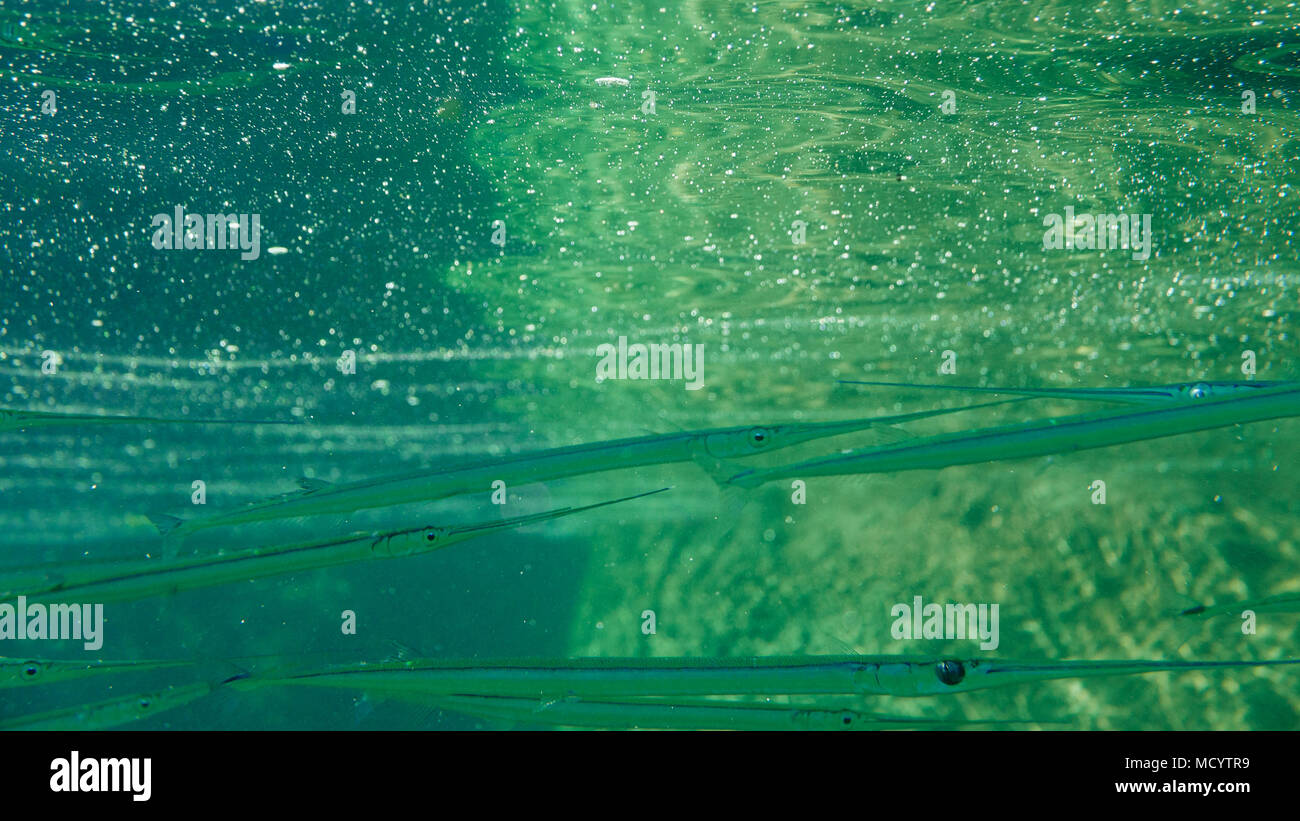 Lange Gruppe der Fische im Meer unter Wasser. Stockfoto