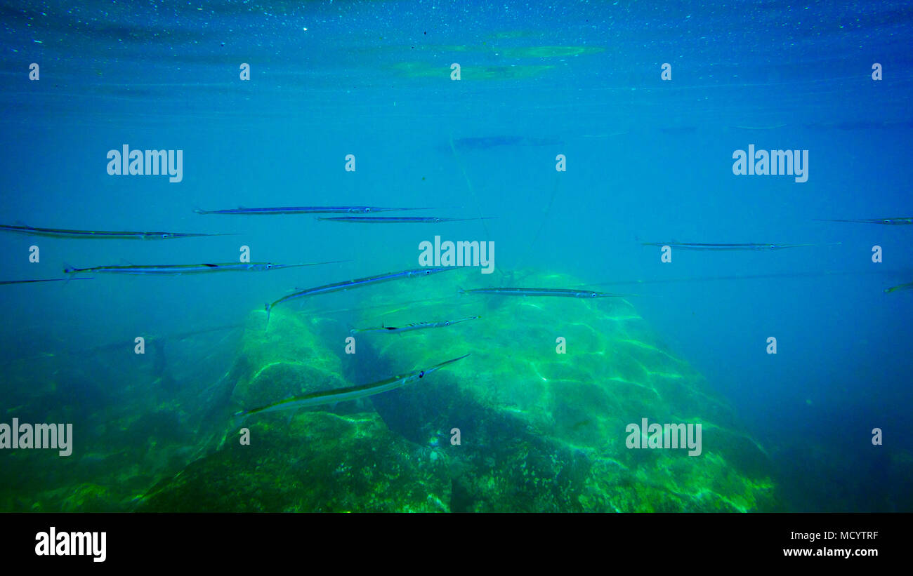 Lange Gruppe der Fische im Meer unter Wasser. Stockfoto