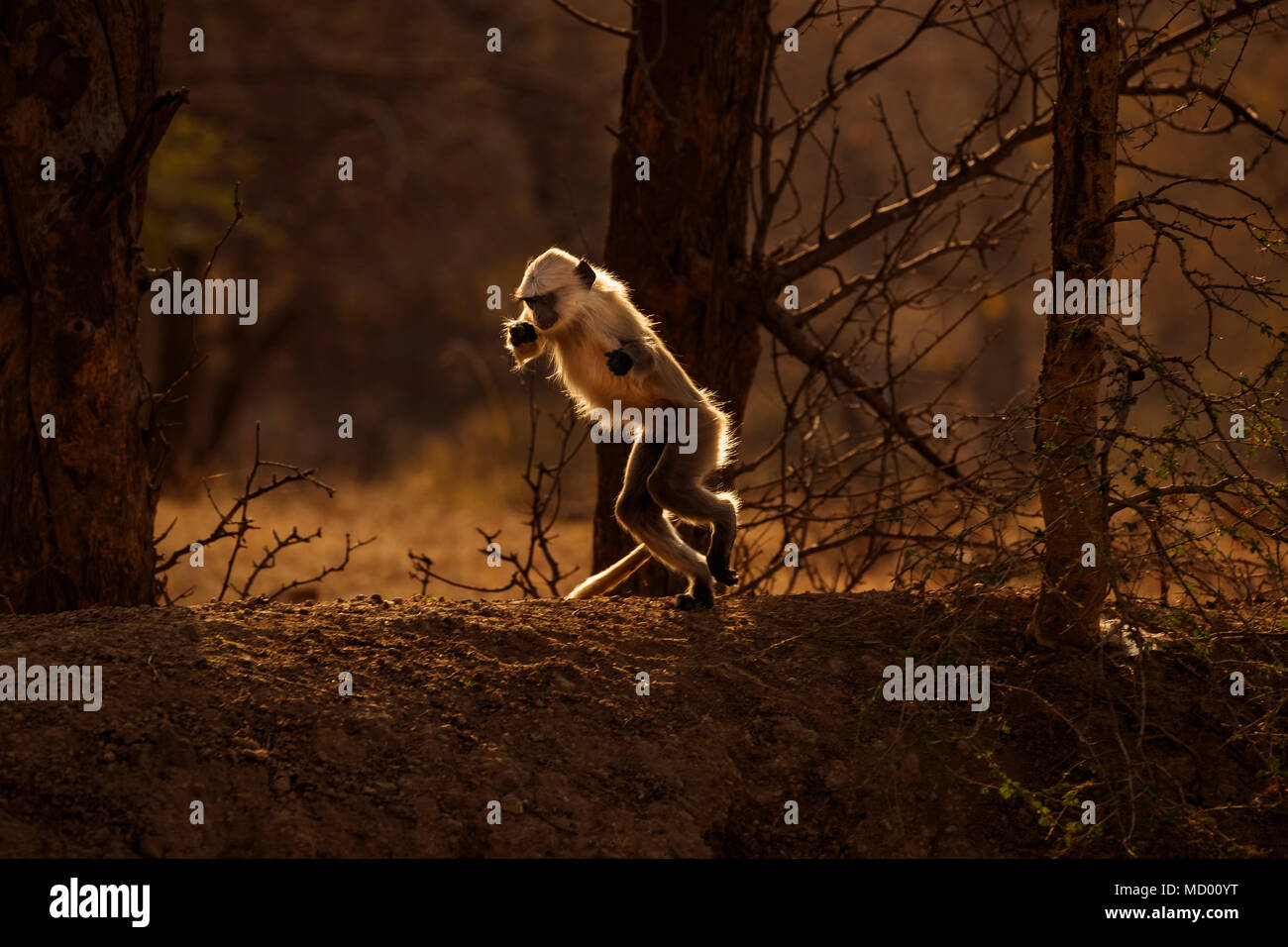 Hintergrundbeleuchtung aktiv Kinder grau Langur (Semnopithecus Entellus), eine alte Welt Affe, Ranthambore Nationalpark, Rajasthan, Nordindien, aufrecht zu gehen Stockfoto