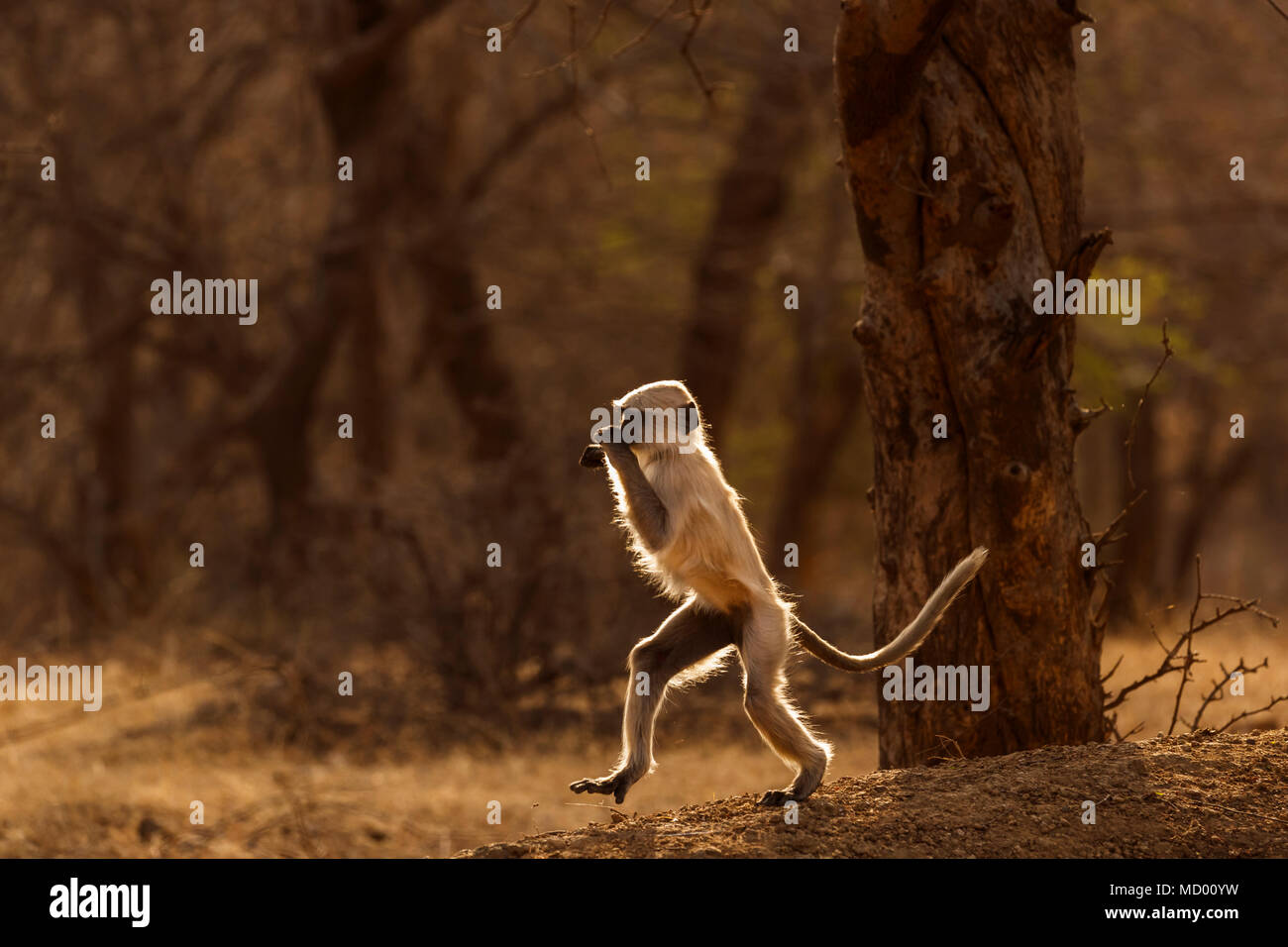 Hintergrundbeleuchtung aktiv Kinder grau Langur (Semnopithecus Entellus), eine alte Welt Affe, Ranthambore Nationalpark, Rajasthan, Nordindien, aufrecht zu gehen Stockfoto