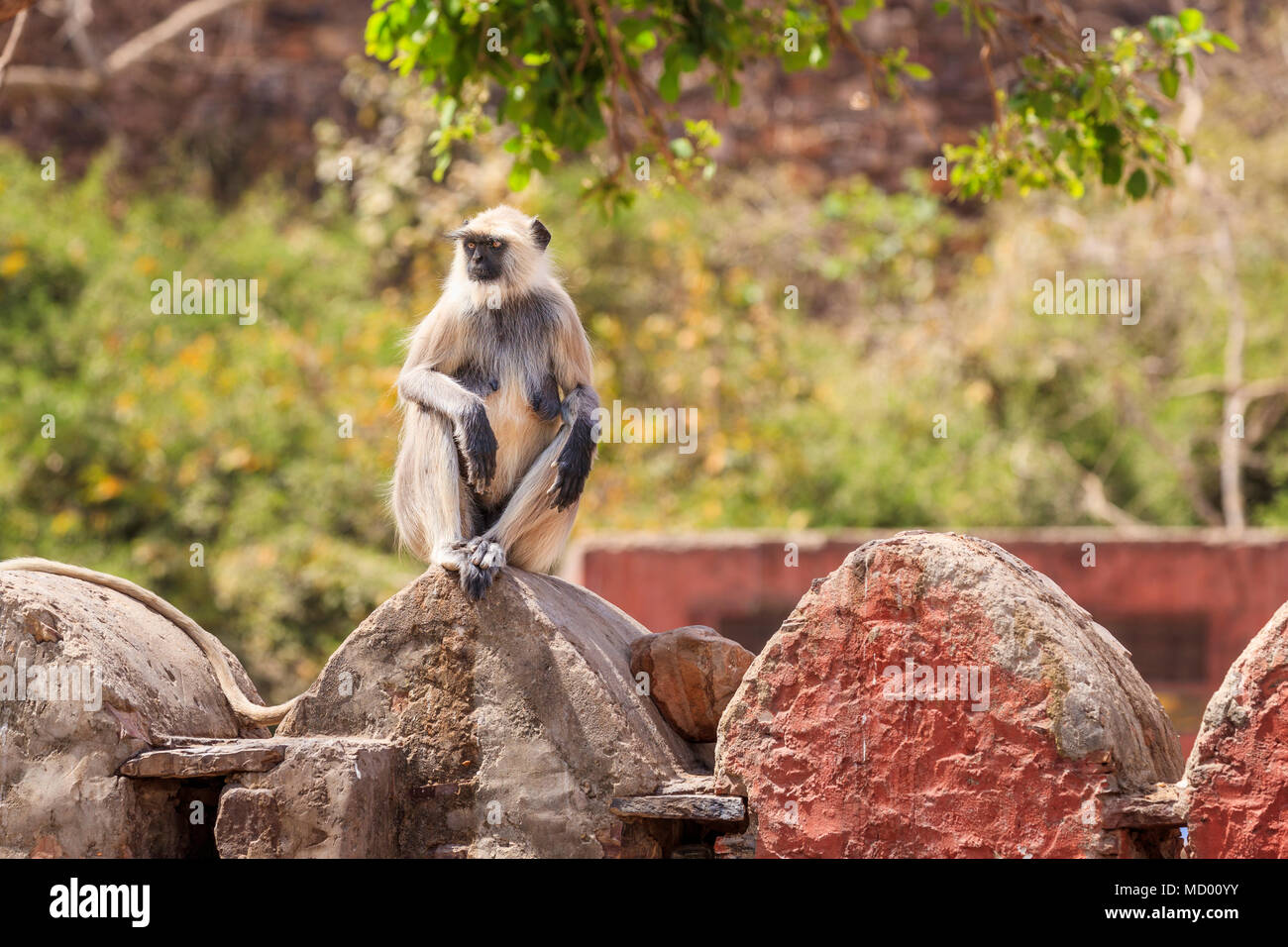 Grau Langur (Semnopithecus Entellus), eine alte Welt Affe, sitzt und entspannt auf einer Wand in Ranthambore Nationalpark, Rajasthan, Nordindien Stockfoto