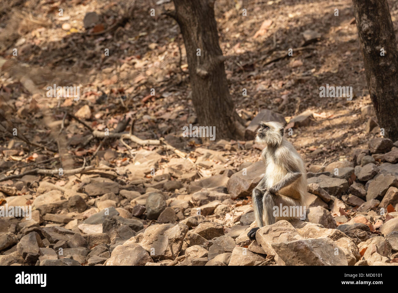 Ältere grau Langur (Semnopithecus Entellus), eine alte Welt Affe, sitzen auf den Felsen im Ranthambore Nationalpark, Rajasthan, Nordindien Stockfoto