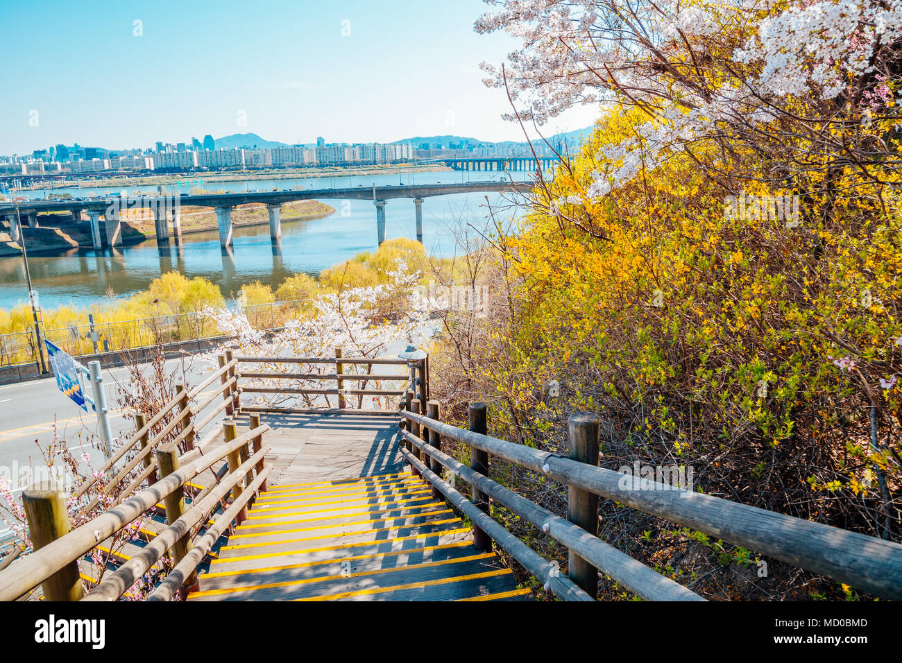 Seoul City View Mit forsythia Blume und Kirschblüten in Korea Stockfoto
