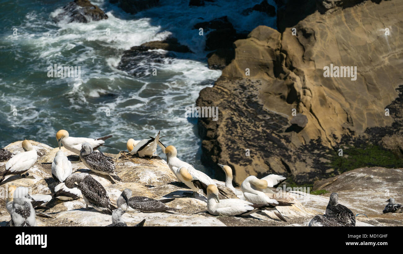 Detail der Gannet Kolonie in Muriway Gegend in der Nähe von Auckland, Neuseeland Stockfoto