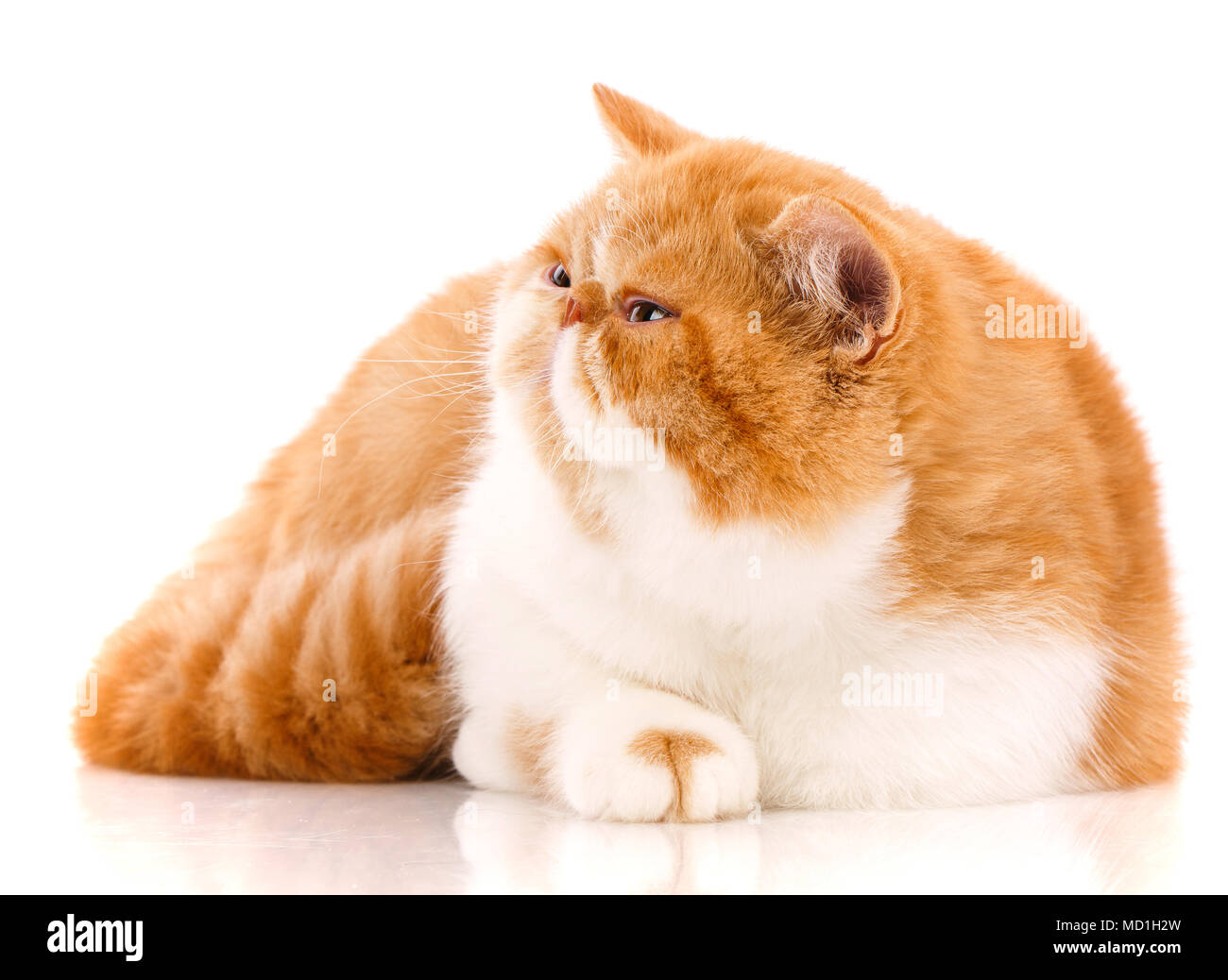 Tier, Cat, pet-Konzept - exotische Katze auf einem weißen Hintergrund. Stockfoto