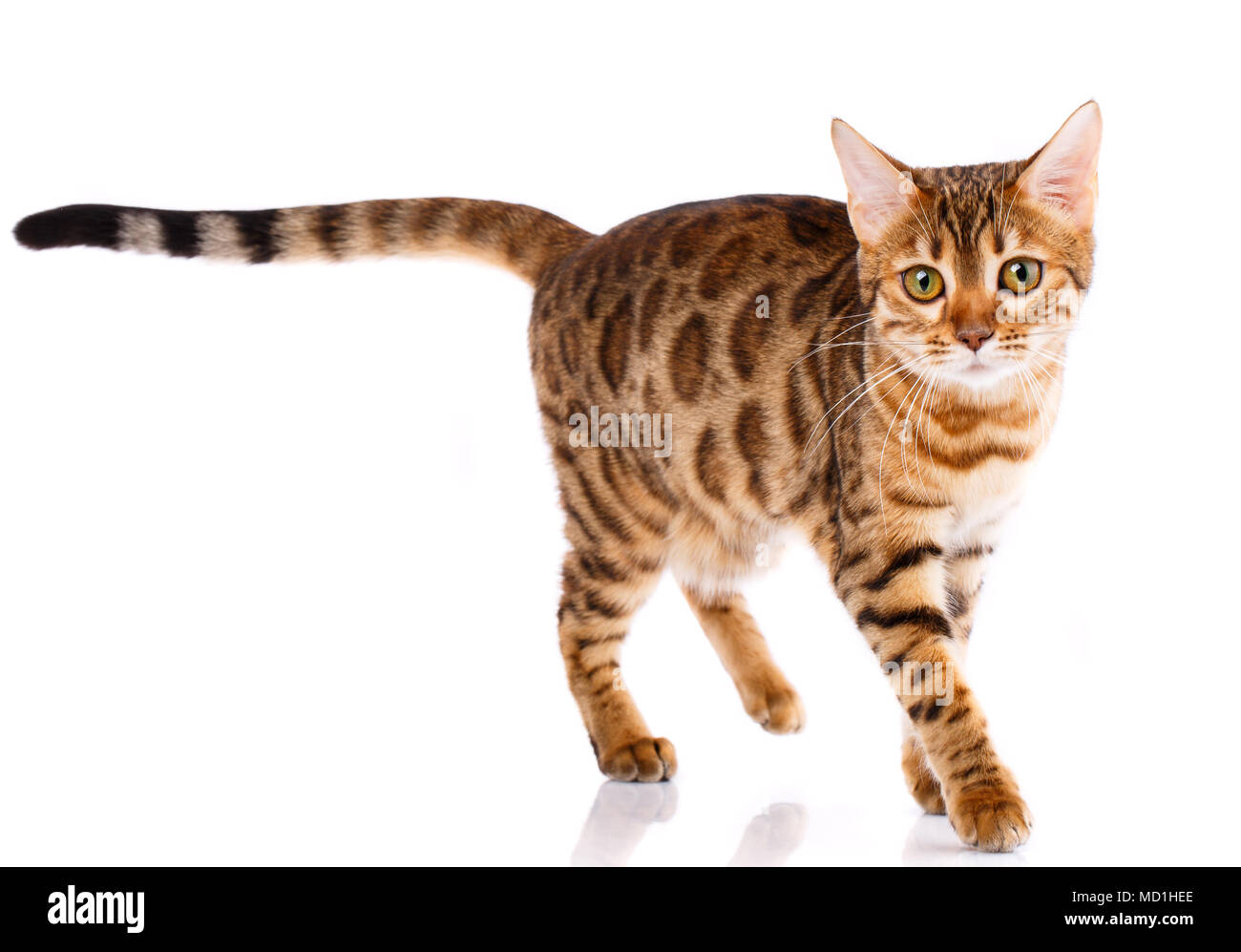 Reinrassige Bengal Katze auf einem weißen Hintergrund. Reinrassige Katze. Stockfoto