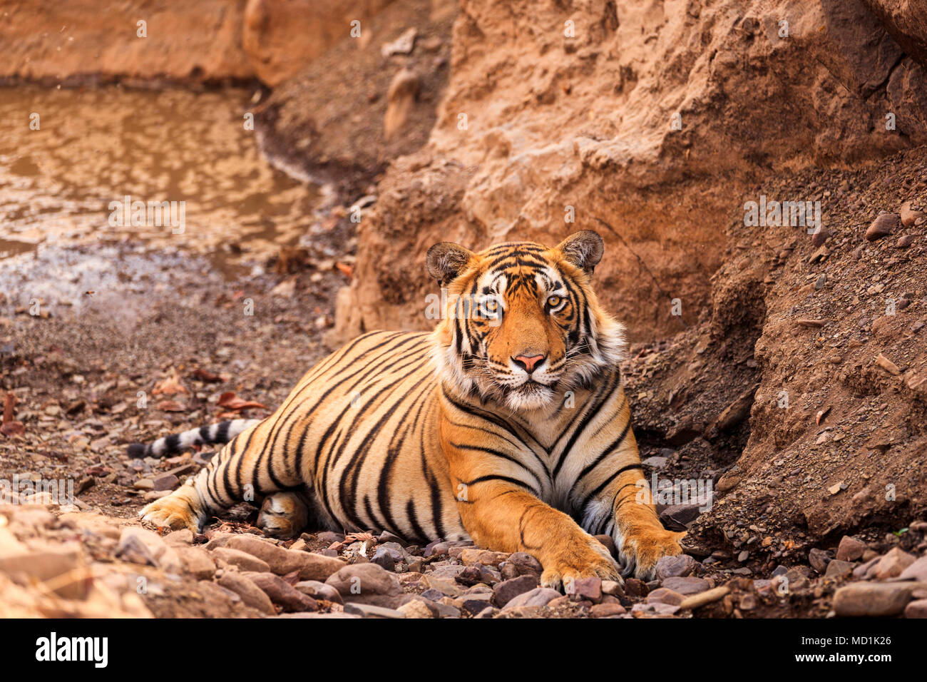 Beeindruckende männlichen Sub-nach Bengal Tiger (Panthera tigris) in Ruhe liegen auf felsigen Boden von einem Wasserloch, Ranthambore Nationalpark, Rajasthan, Nordindien Stockfoto