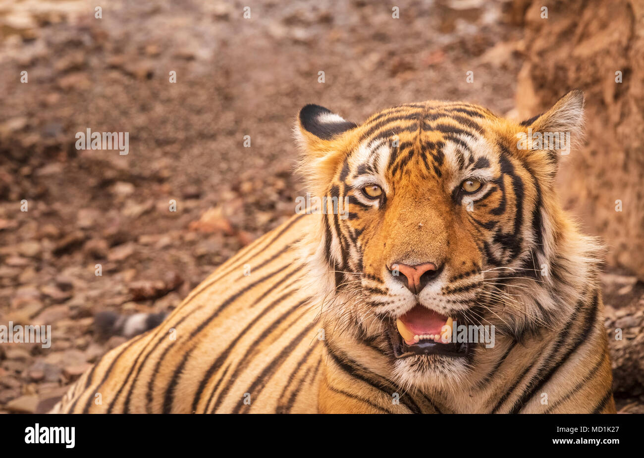 Blick auf den Kopf einer männlichen Sub-nach Bengal Tiger (Panthera tigris) Zähne zeigen, Ranthambore Nationalpark, Rajasthan, Nordindien Stockfoto