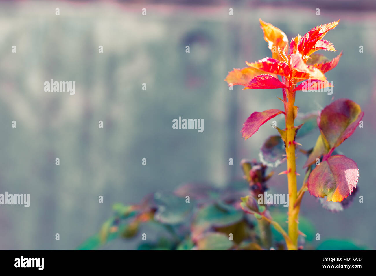 Vintage Rose Blume Pastelltönen zu kreativen Muster und Strukturen Design mit Hintergrund banner Stockfoto