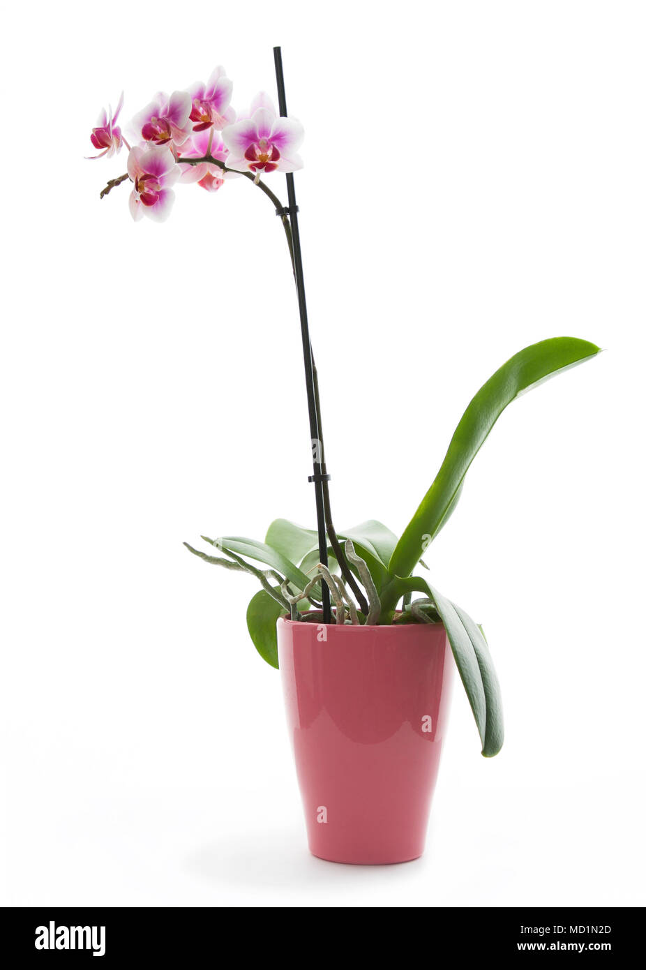 Rosa und Weiße Orchidee auf einem rosa Topf in ein Studio mit einem weißen Hintergrund. Stockfoto