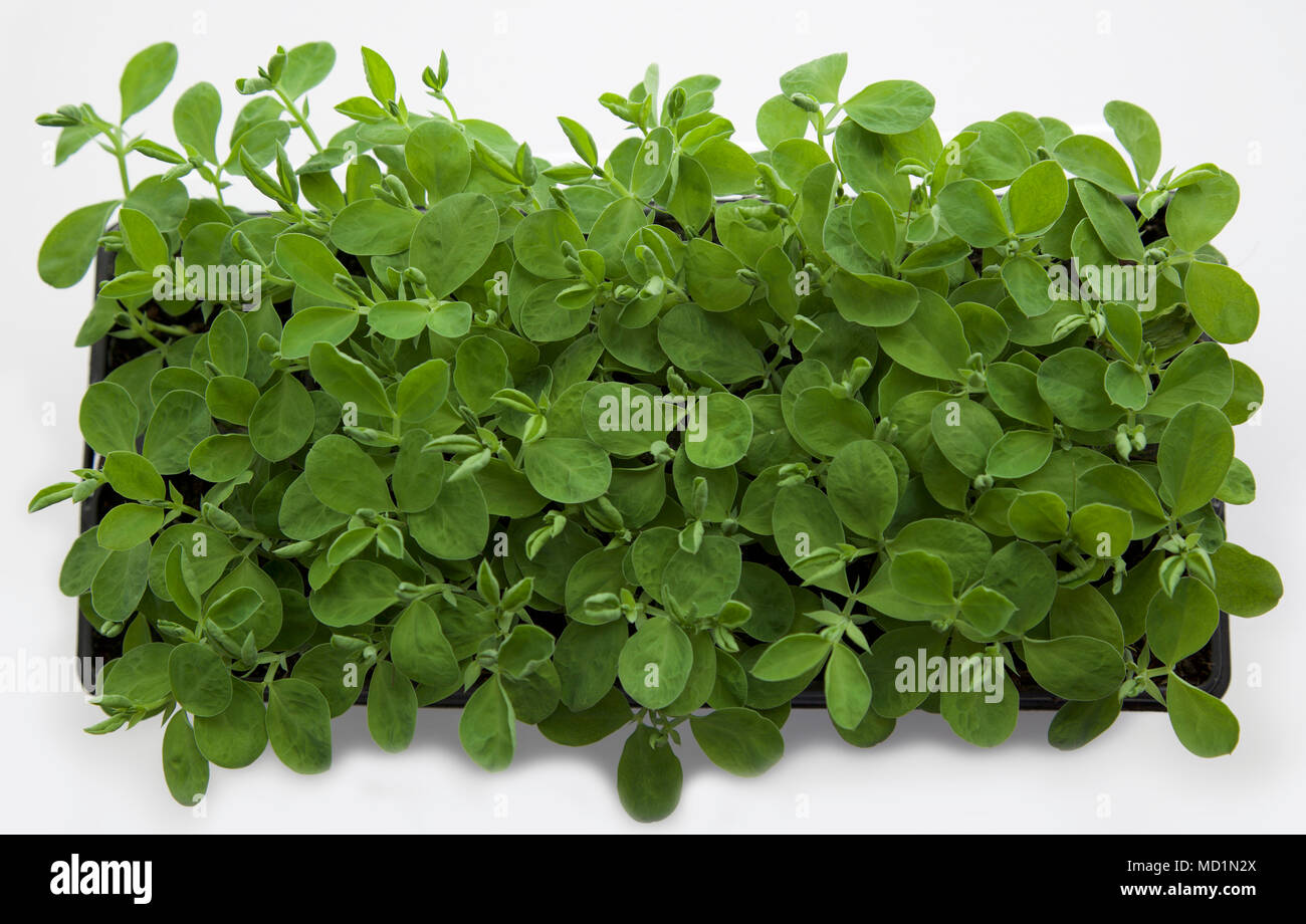 Sweet Pea seedings in einem Fach Stockfoto