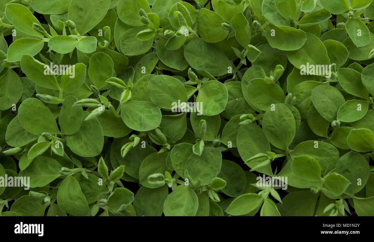 Sweet Pea seedings in einem Fach Stockfoto