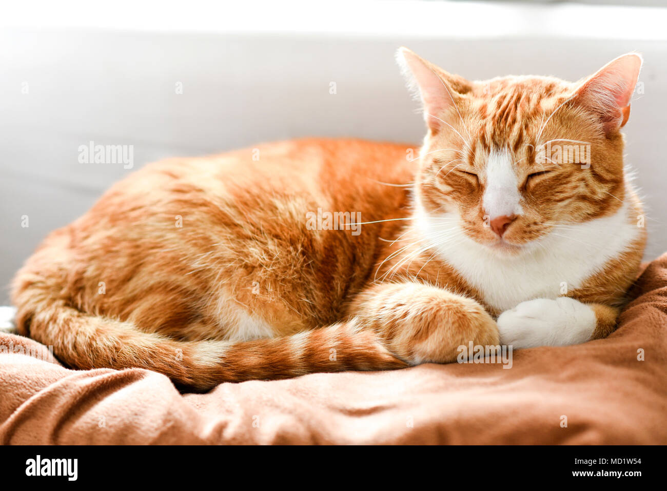 Ginger cat Schlafen auf der Couch zu Hause, ein schönes Haus, Katze. Stockfoto