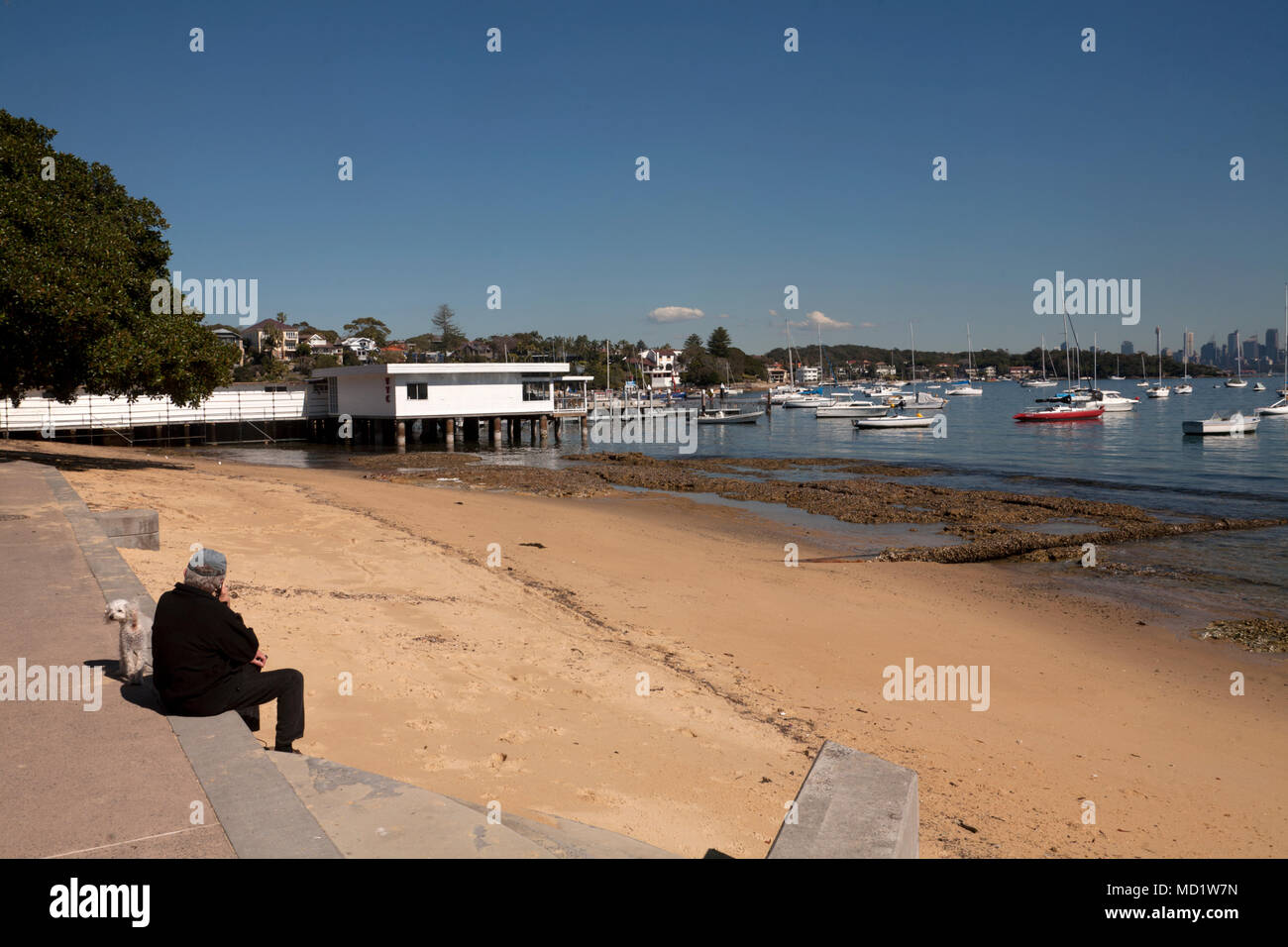 Mensch und Hund Watsons Bay Sydney New South Wales, Australien Stockfoto