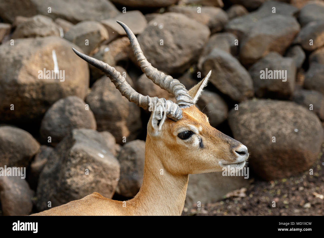 Indische Chinkara Gazelle, closeup Schüsse Stockfoto