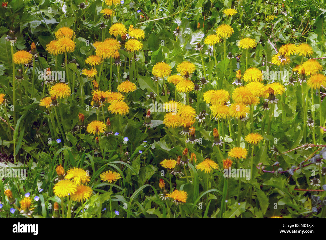 Gelber Löwenzahn wächst in der Wiese close-up, Gelb und Grün Stockfoto