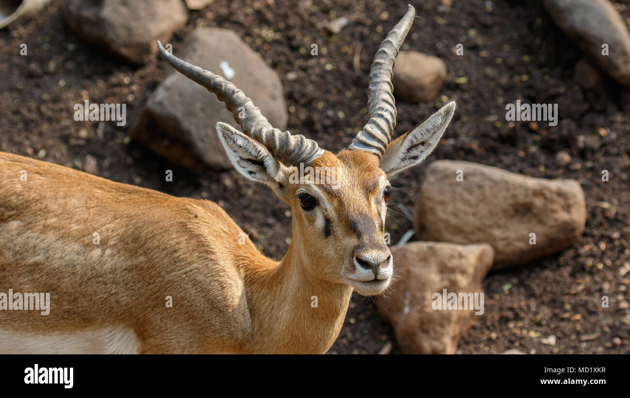 Indische Chinkara Gazelle, closeup Schüsse Stockfoto