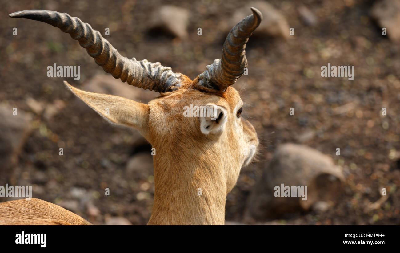 Indische Chinkara Gazelle, closeup Schüsse Stockfoto