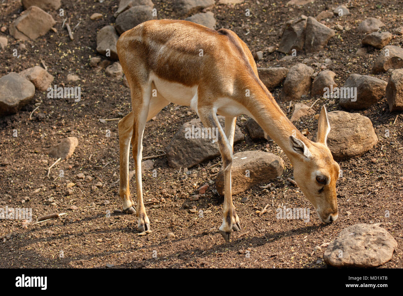 Indische Chinkara Gazelle, closeup Schüsse Stockfoto