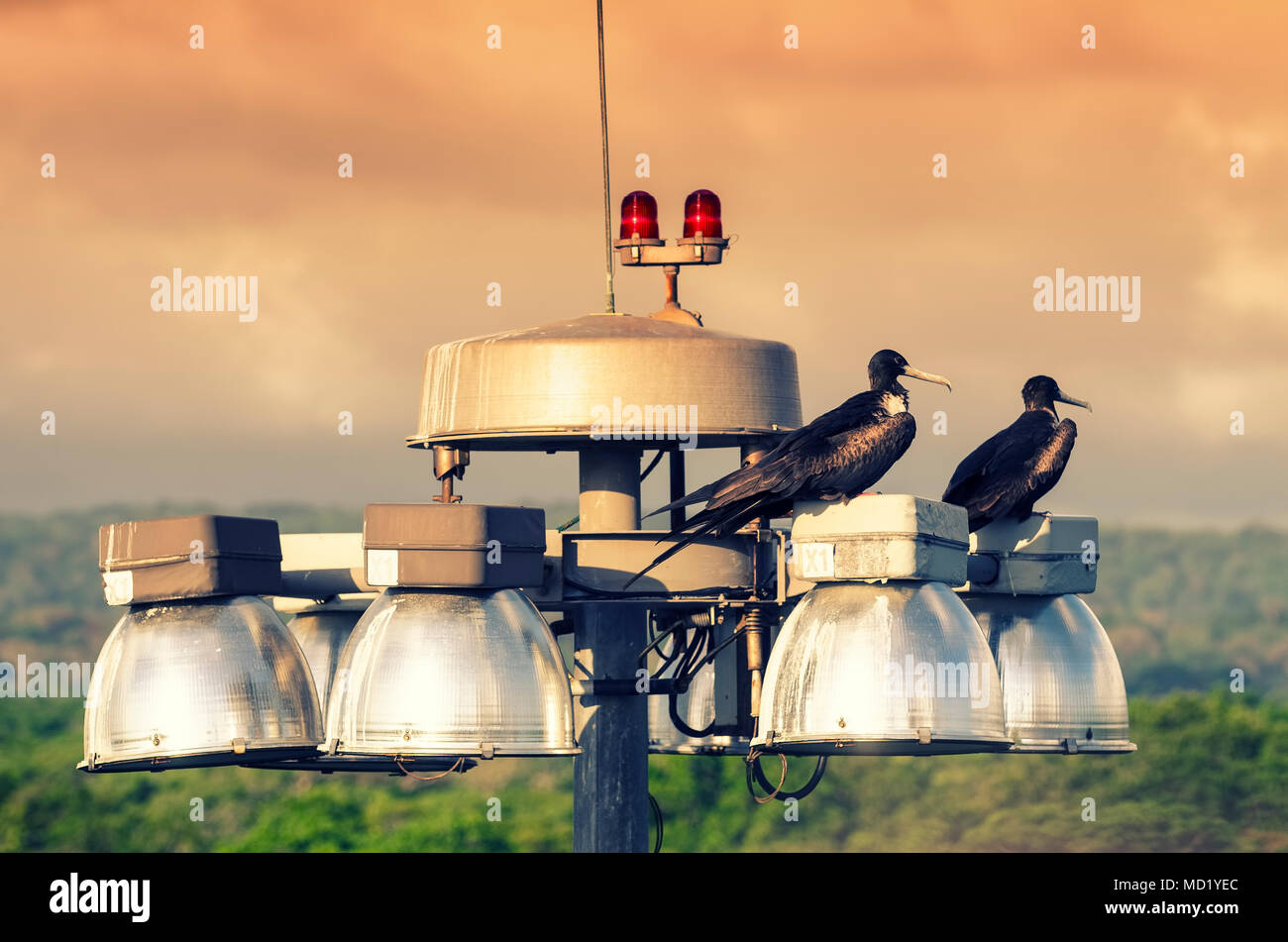 Fregata Vögel in Panama Stockfoto