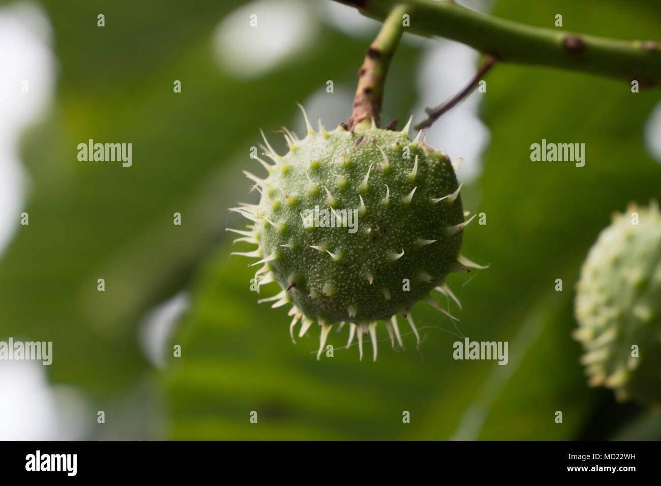 Ein conker oder Rosskastanie, hängt von einem Baum im Herbst. Grünes Laub bokeh ist hinter. Stockfoto