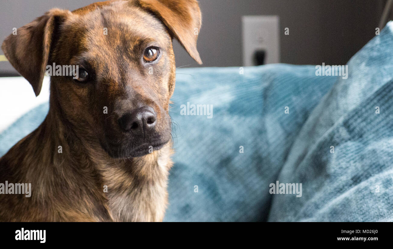 Licht golden braun gestromter Mantel Hund suchen Bei camera neugierig auf Decke couch in Fenster Licht. Stockfoto