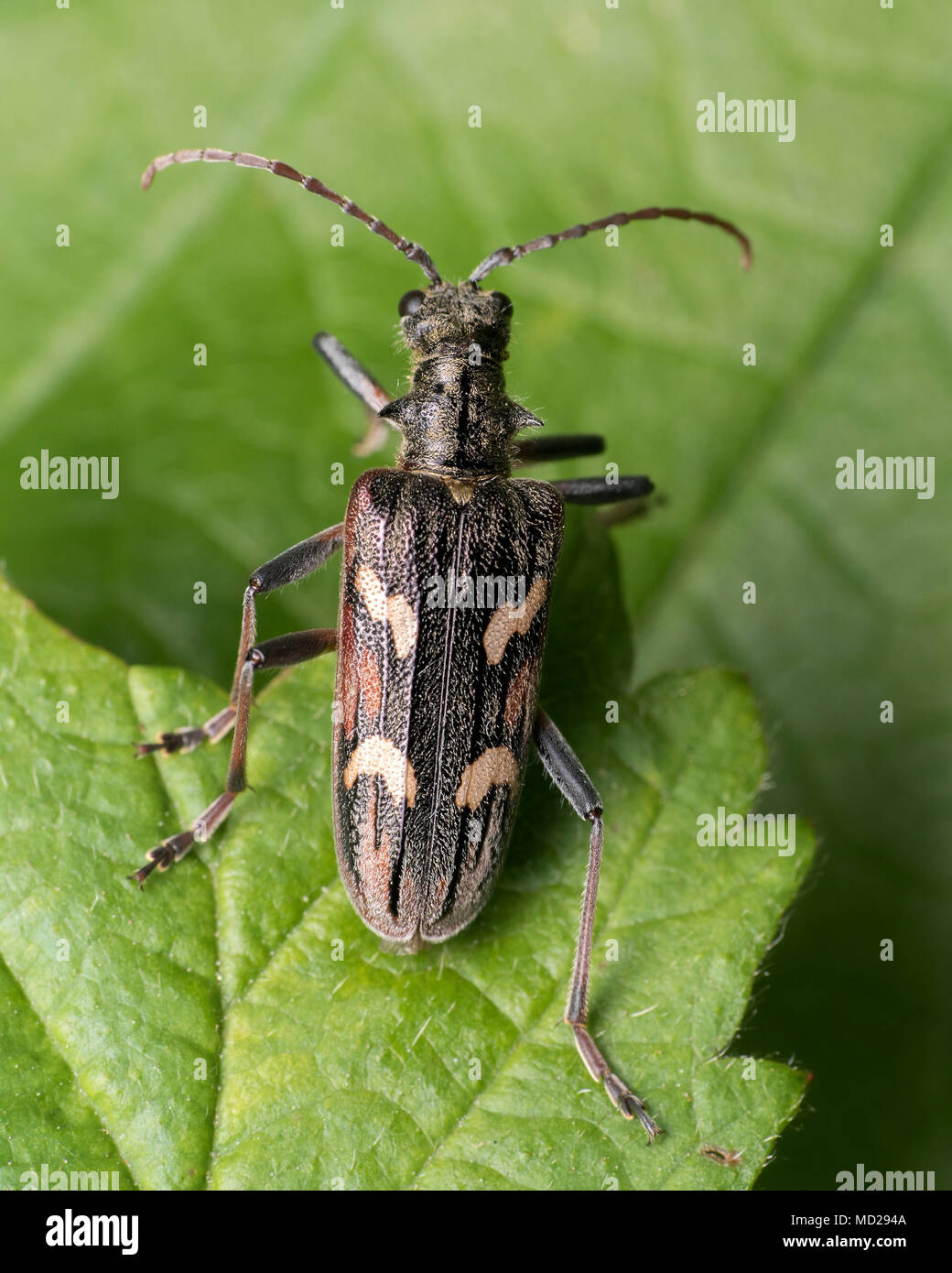 Zwei gebändert Longhorn Beetle (Rhagium bifasciatum) in Ruhe in aufrechter Position auf dornbusch Blatt. Tipperary, Irland Stockfoto