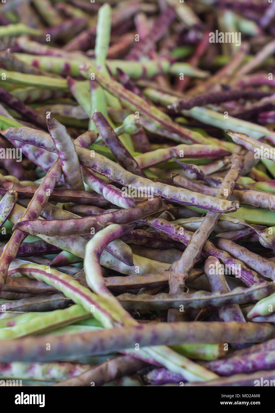 Purple Rumpf Erbsen zu produzieren. Auch als Kuh Erbsen oder südlichen Erbsen bekannt. Stockfoto