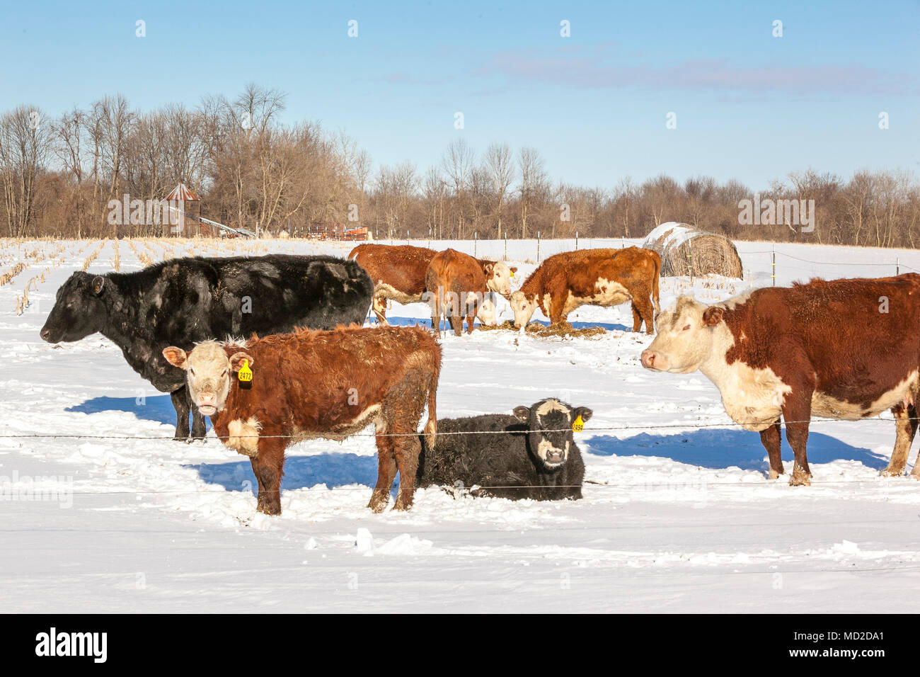 Eine kleine Herde von Rindfleisch Kühe und Kälber, sich sonnen und essen Heu nach einem späten Frühling Schneesturm. Stockfoto