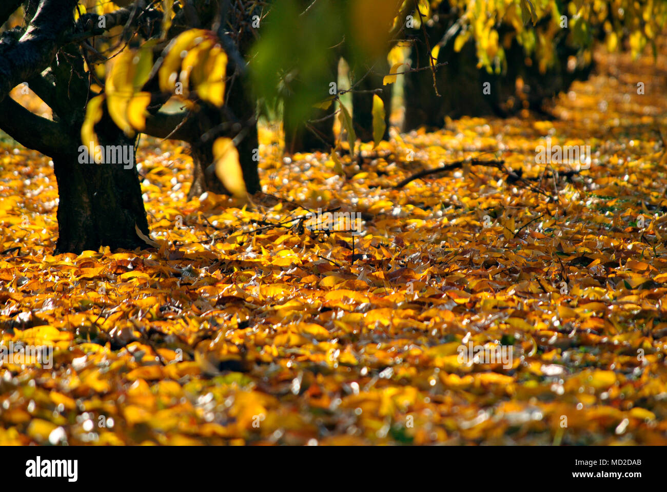 Feld mit Bäumen im Herbst, Laub. Golden, Gelb, Grün, marron verlässt. Stockfoto