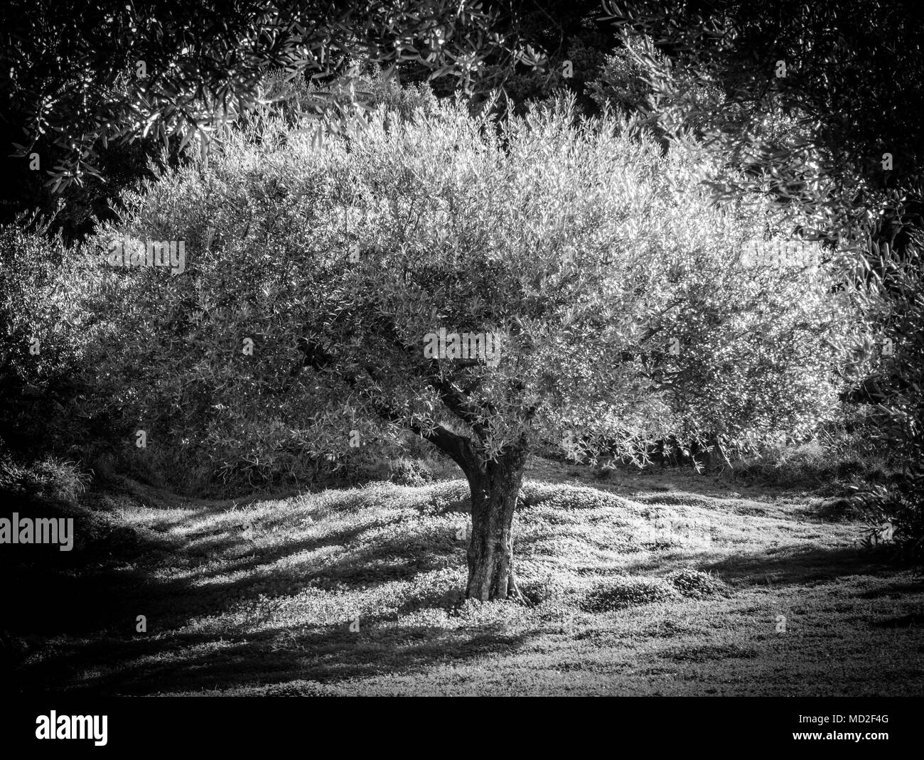 Blick auf einen Baum mit üppigem Laub im Hintergrund, im Herbst, Griechenland Stockfoto