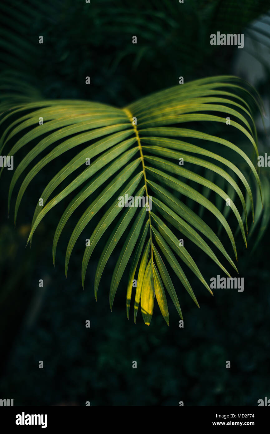 Palm leaf detail mit Sonnenschirm auf Blatt in den dunklen Wald Hintergrund Stockfoto