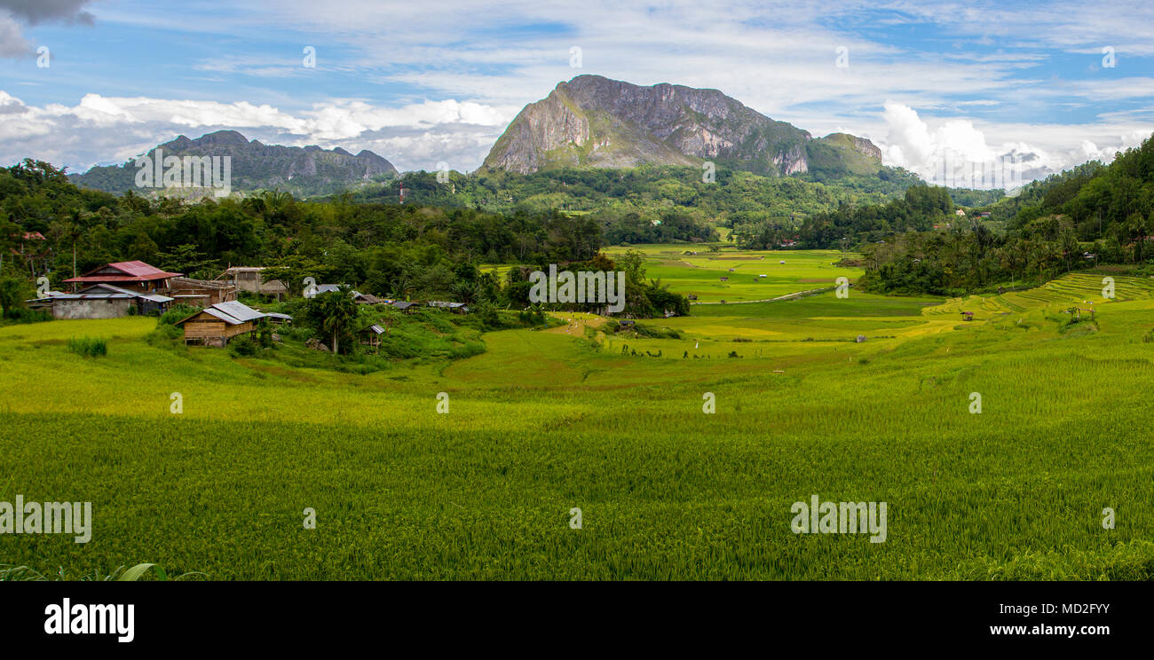 Reisfelder in Toraja, Süd-Sulawesi, Indonesien Stockfoto