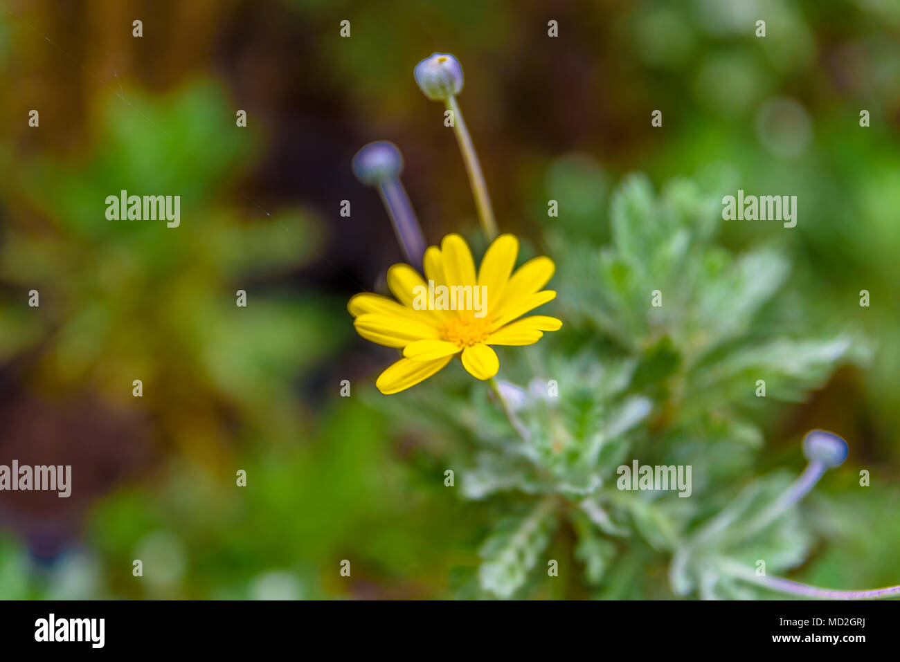 Blick von oben auf die euryops chrysanthemoides, afrikanischen Busch Daisy, neun helle Daisy Blumen auf einem Busch in voller Blüte, Blüten und einem gelben Kern in der g Stockfoto