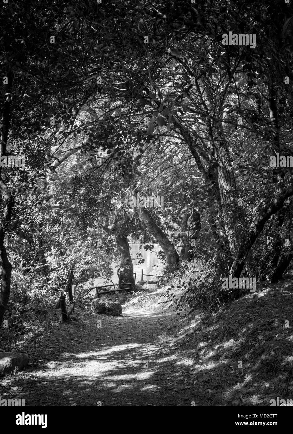 Unbefestigte Straße durch Bäume im Wald, Kreta, Griechenland Stockfoto