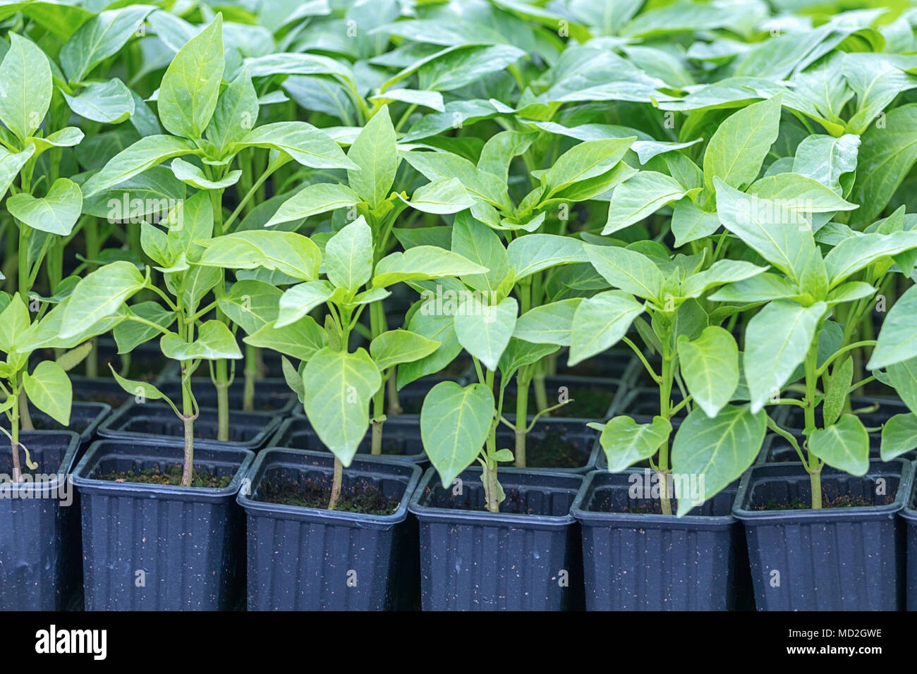 Pfeffer Sämlinge, junge Laub von Pfeffer, Feder Sämlinge. Sojasprossen Pfeffer. Stockfoto