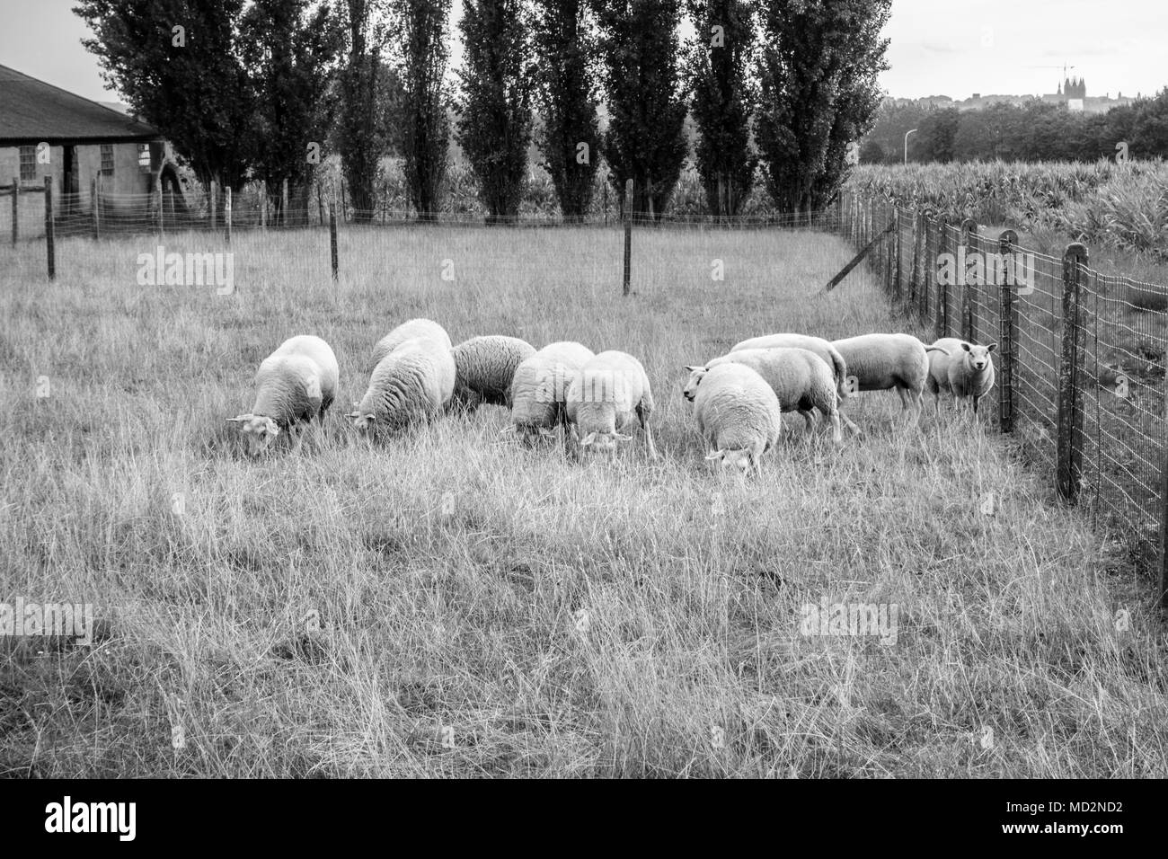 Herde Schafe auf Gras Feld Stockfoto