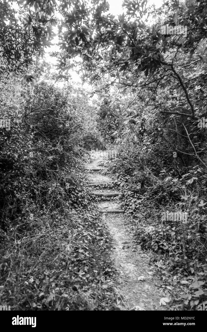 Schritte weg durch Wald, Kreta, Griechenland Stockfoto