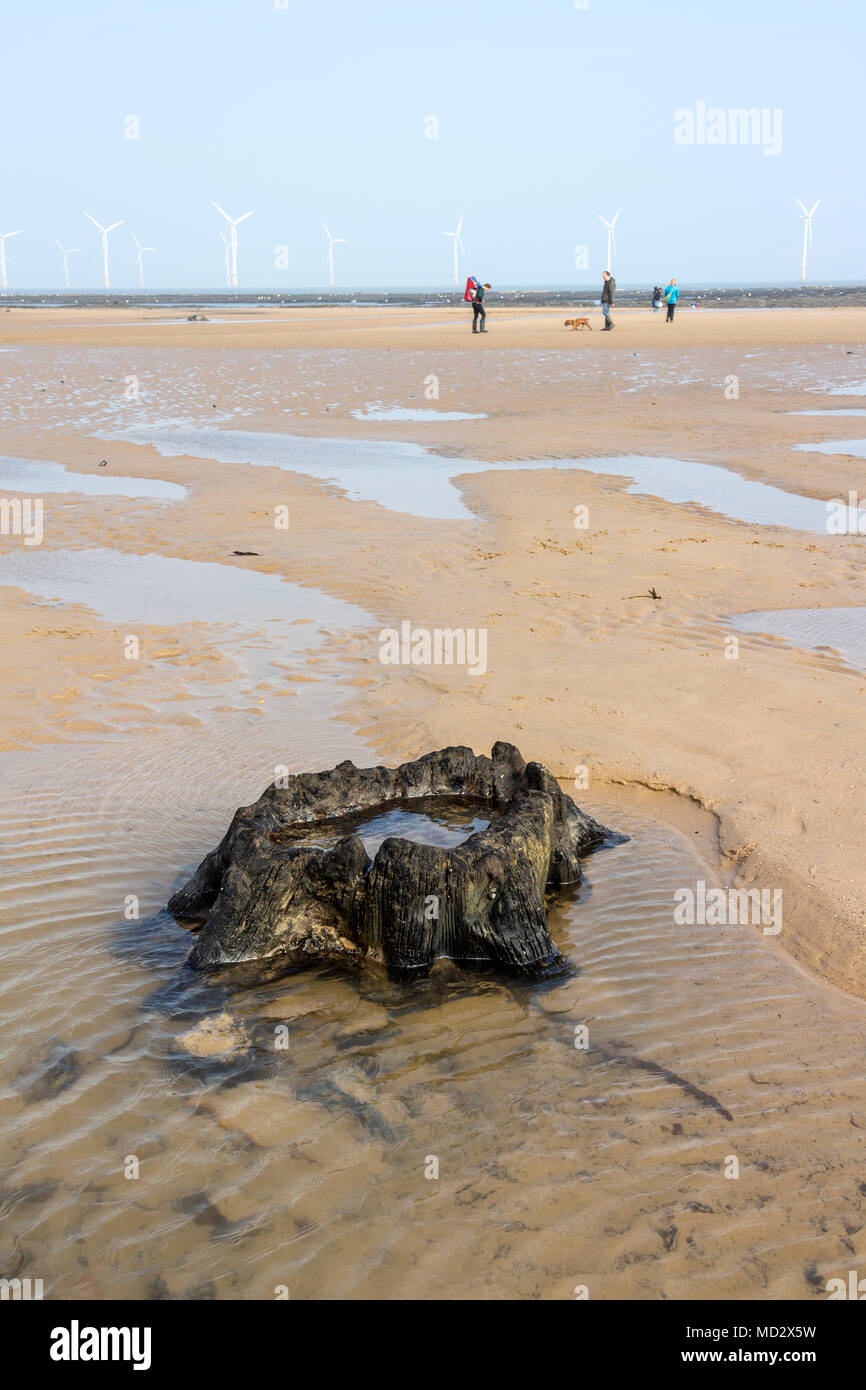 Alten Baumstumpf dachte über 7.000 Jahre alten, aufgedeckt durch Sturm Emma auf Redcar Strand im März 2018, Cleveland Redcar, Großbritannien Stockfoto